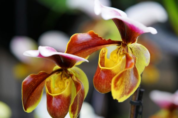 Orchidée