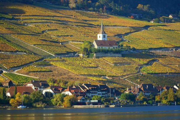 vue sur les vignes depuis lac de Bienne