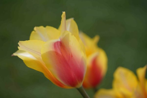 Tulipe fleur de lis, elegant lady