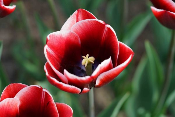 Tulipe rouge à bords blancs